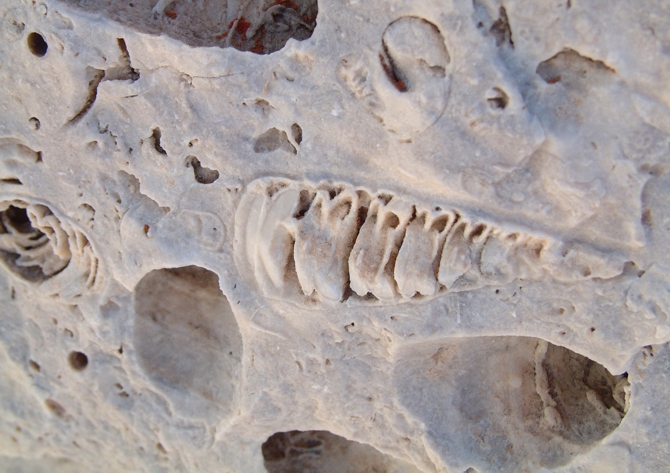 Impronte di fossili